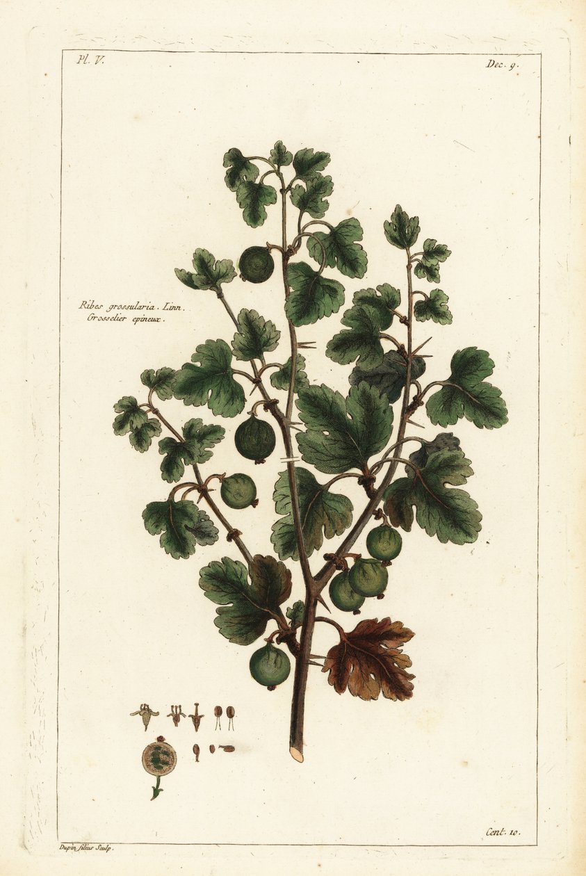 Agrest, Ribes grossularia autorstwa the Younger Dupin