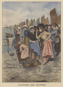 Zbiór ostryg w Cancale, Bretania
