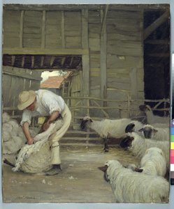 Strzyżenie owiec