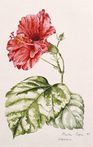 Hibiskus (szkarłatny), 1992 (wc)
