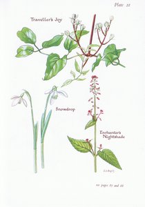 Podróżnik Joy, Enchanters Nightshade, Przebiśnieg, 1951