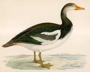 Ostroga skrzydlata gęś
