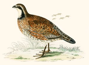 Kuropatwa wirgińska