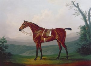 Portret konia wyścigowego