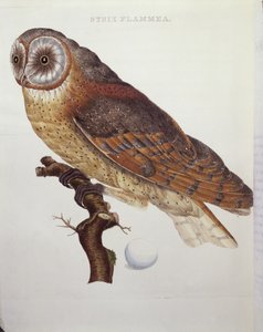 Płomykówka zwyczajna (Strix Flammea) 1796