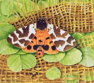 Tiger Moth, 1999 (akryl na papierze)