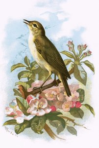 Wódz-Chaff