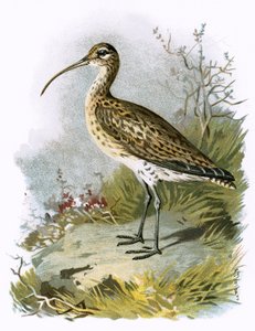 Kulik
