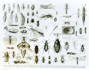 Entomologia Owady (lito) (bw zdjęcie)