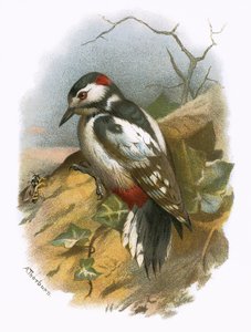 Dzięcioł cętkowany