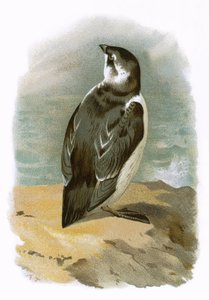 Auk