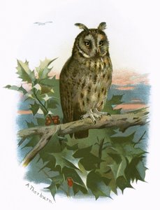 Sowa uszata