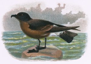 Drewno Petrel