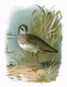 czerwononogi