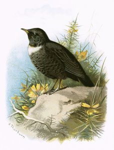 Pierścień Ouzel