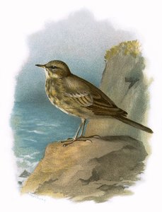 Skała pipit