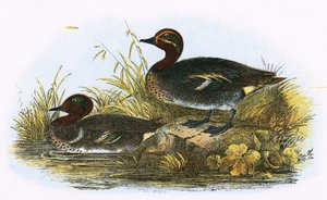 Teal (z prawej) i American Teal (z lewej)