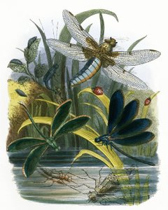 Wiwarium motyli