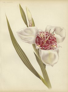 Tigridia pawonia Alba
