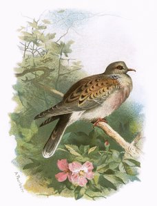 Żółw Dove