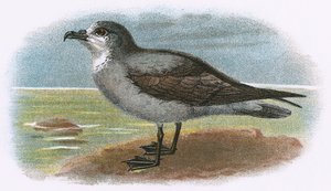 Biały gardło Szary Petrel