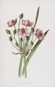 Kwitnąca Rush (chromolitho)