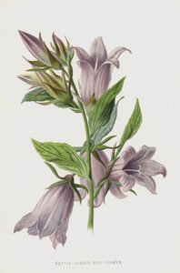Dzwonkowaty Kwiat Pokrzywy (chromolitho)