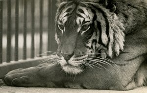 Tygrys Sam w londyńskim zoo, 1925