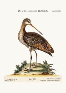 Greater American Godwit, 1749-73