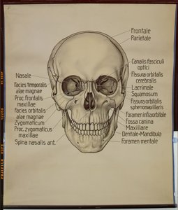 Plakat z ludzką czaszką