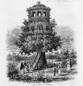 Klon Ratiborski, Śląsk, 1893