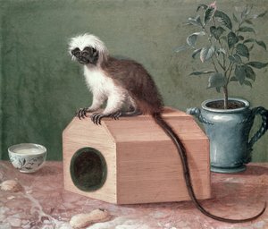 Ulubiona małpa Karola Linneusza (1707-1778)