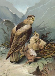 Orzeł i jego młode (chromolitho)