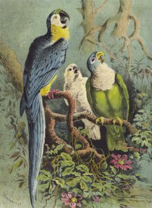 Papugi (chromolitho)