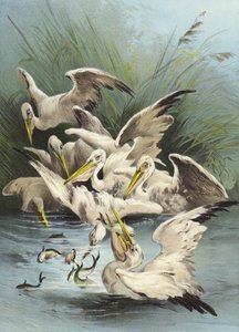 Karmienie pelikanów (chromolitho)
