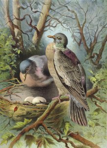 Pierścień Dove (chromolitho)