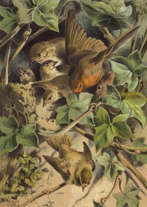 Robin opuszcza gniazdo (chromolitho)