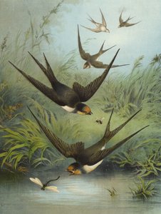 Jaskółka (chromolitho)