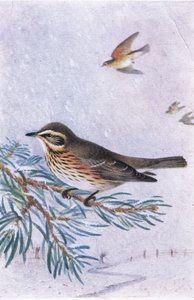 Redwing, Pocztówki, lata 30. XX wieku