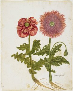 Maki (Papaver spp.) (wc i tempera na papierze)