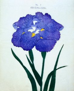 Asa-Zuma-Bune, nr 7, 1898