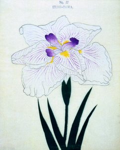 Po stronie Izumi. 37, 1898 r