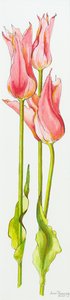 Trzy czerwone tulipany o kwiatach lilii Marianne, akwarela, 2010