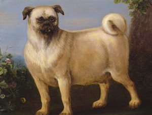 Mops w krajobrazie