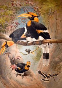 Casque wklęsły Hornbill, 1861