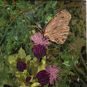 Flit - satyrowy motyl na oset