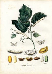 Motyle, 1863-79