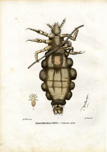 Wesz, 1863-79