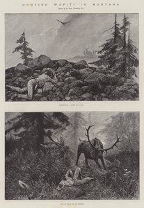 Polowanie na Wapiti w Montanie