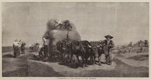 Haymaking